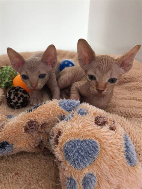 sphynx cat breeders colorado|sphynx cat in colorado springs.